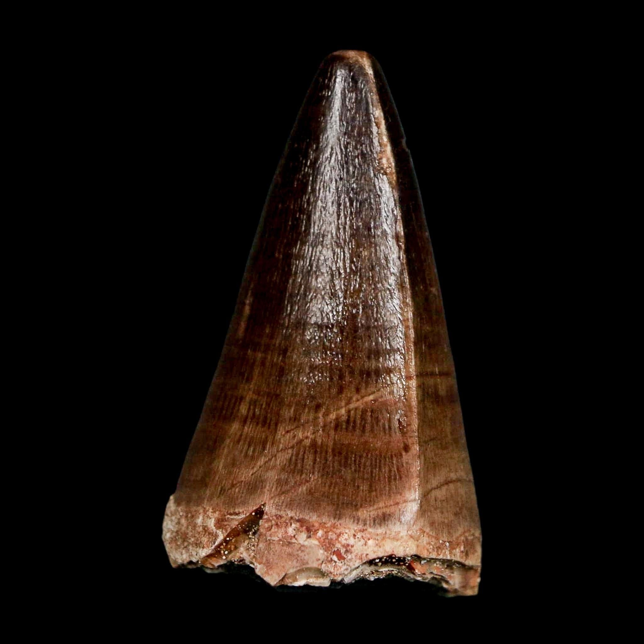1.9" Mosasaur Prognathodon Fossil Tooth Cretaceous Dinosaur Era COA & Stand - Fossil Age Minerals
