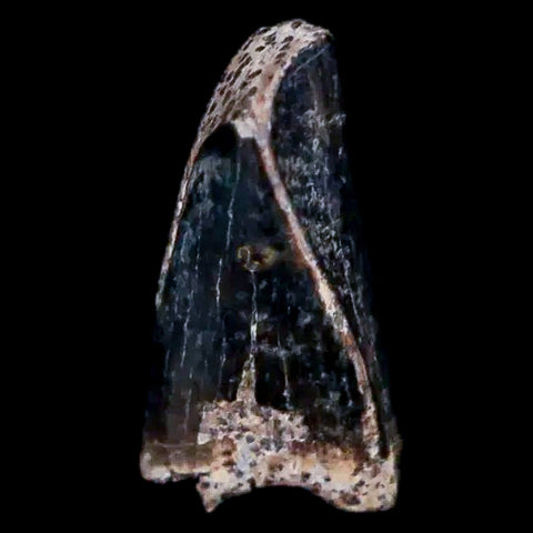 0.3" Tyrannosaur Fossil Premax Tooth Cretaceous Dinosaur Judith River FM MT COA - Fossil Age Minerals