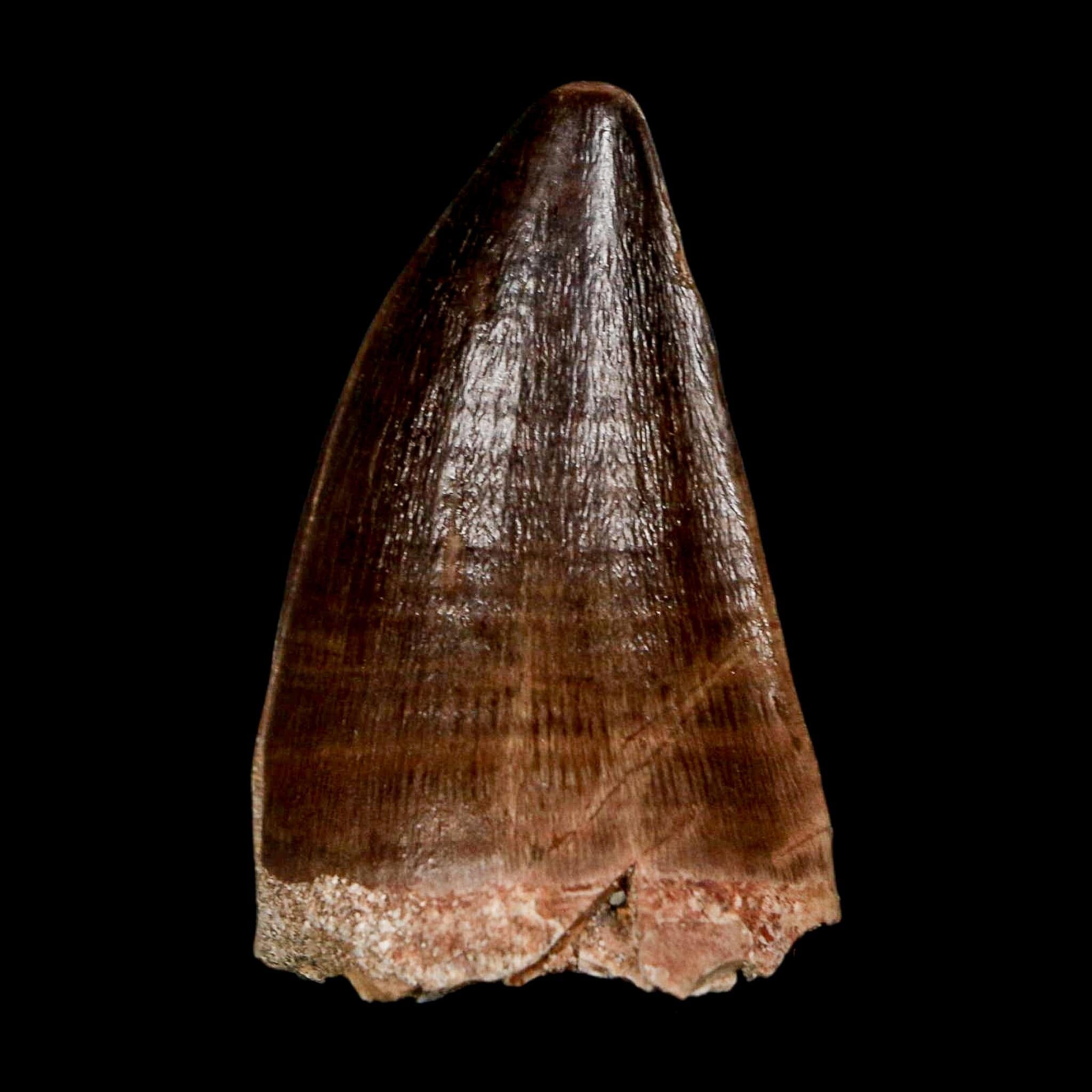 1.9" Mosasaur Prognathodon Fossil Tooth Cretaceous Dinosaur Era COA & Stand - Fossil Age Minerals
