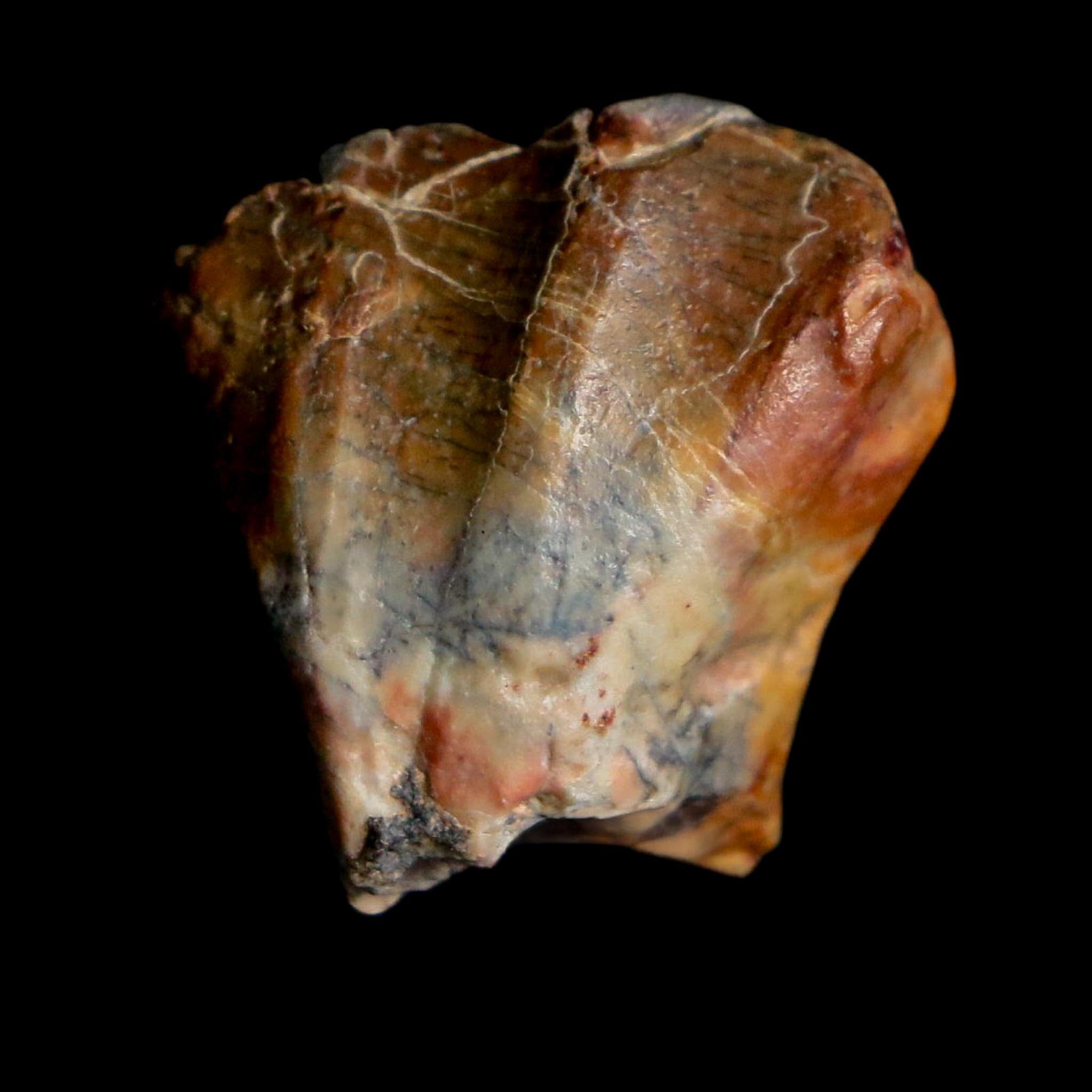 0.8" Ouranosaurus Fossil Tooth Cretaceous Age Iguanodontid Dinosaur Niger
