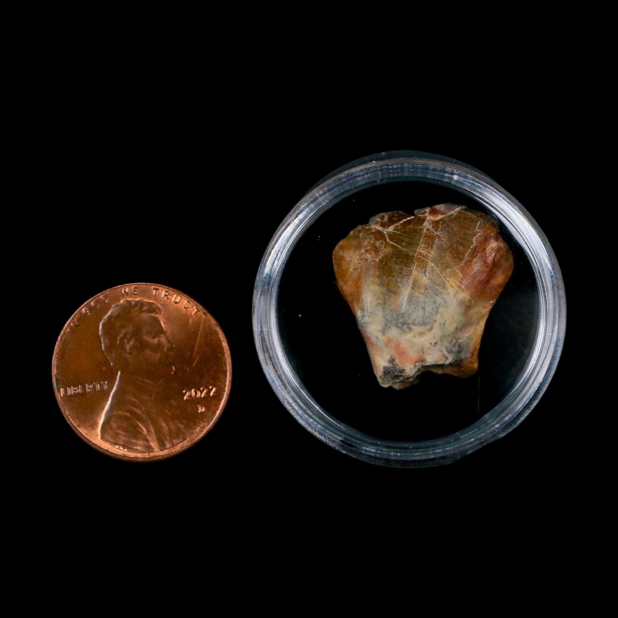 0.8" Ouranosaurus Fossil Tooth Cretaceous Age Iguanodontid Dinosaur Niger