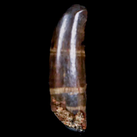 0.5" Nanotyrannus Tyrannosaurus Fossil Premax Tooth Dinosaur Hell Creek MT COA - Fossil Age Minerals