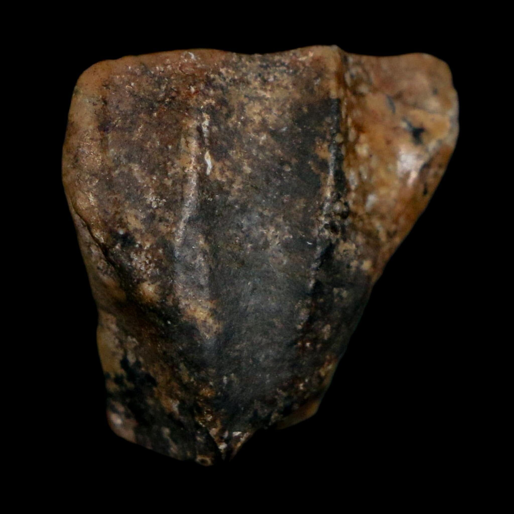 0.8" Ouranosaurus Fossil Tooth Cretaceous Age Iguanodontid Dinosaur Niger