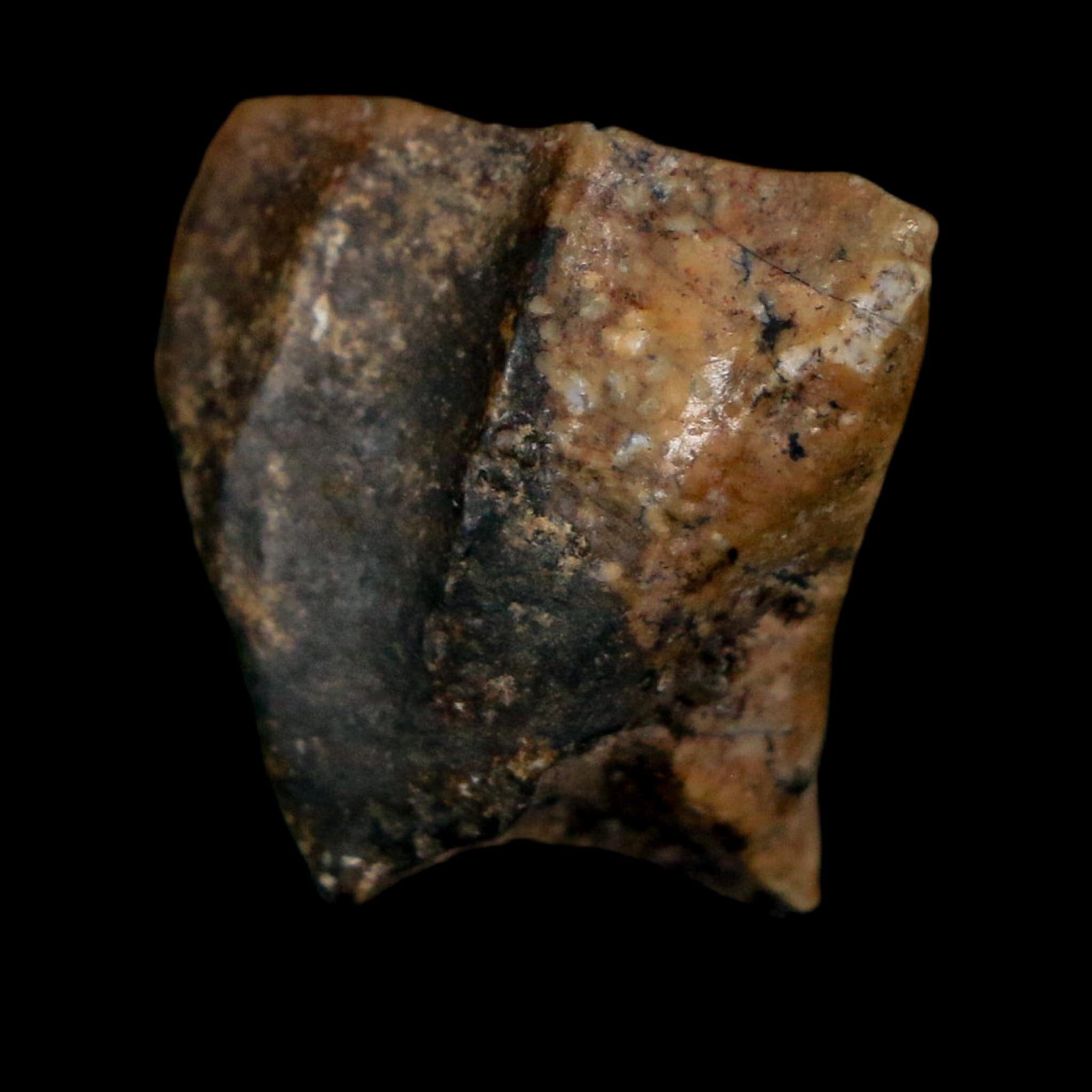 0.8" Ouranosaurus Fossil Tooth Cretaceous Age Iguanodontid Dinosaur Niger