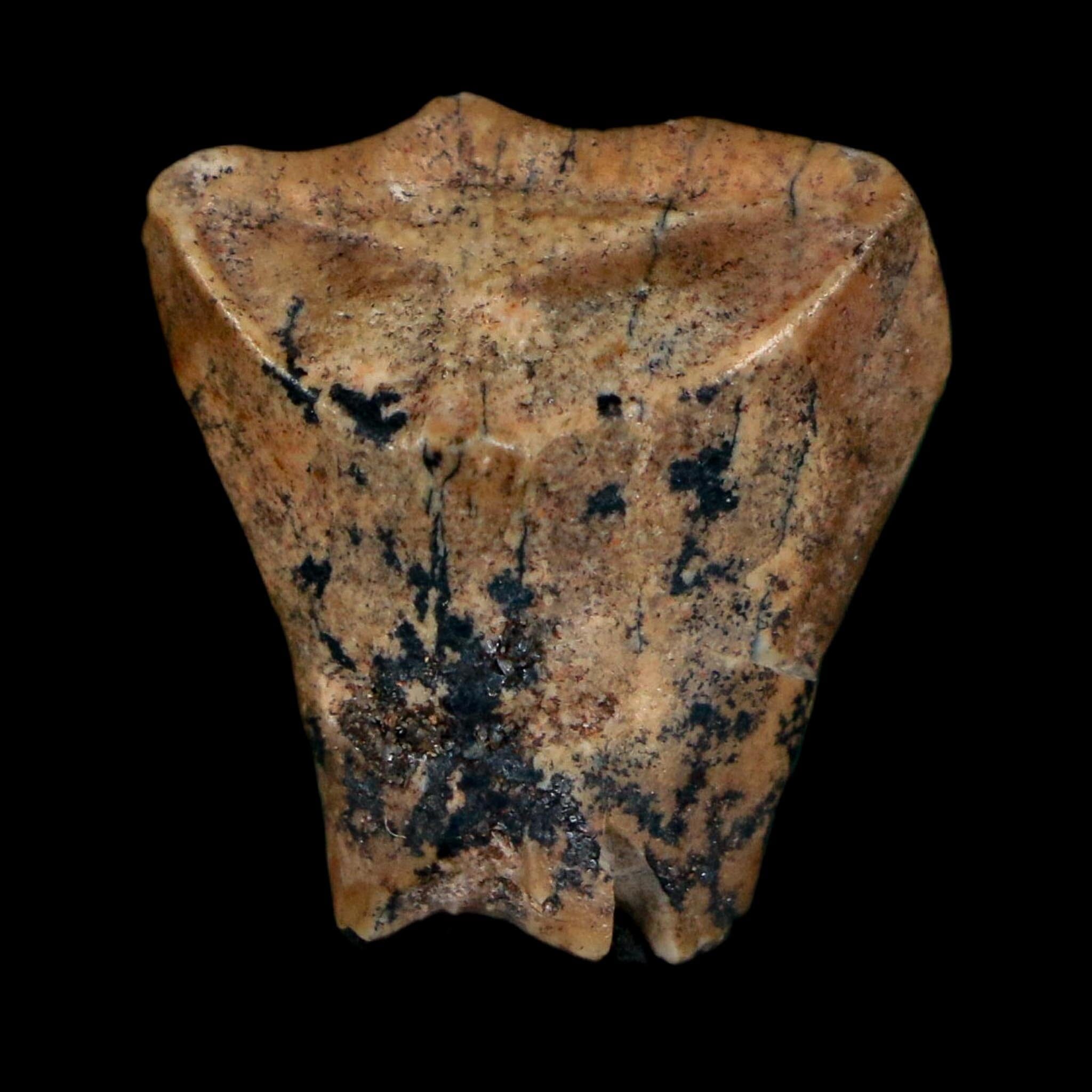 0.8" Ouranosaurus Fossil Tooth Cretaceous Age Iguanodontid Dinosaur Niger