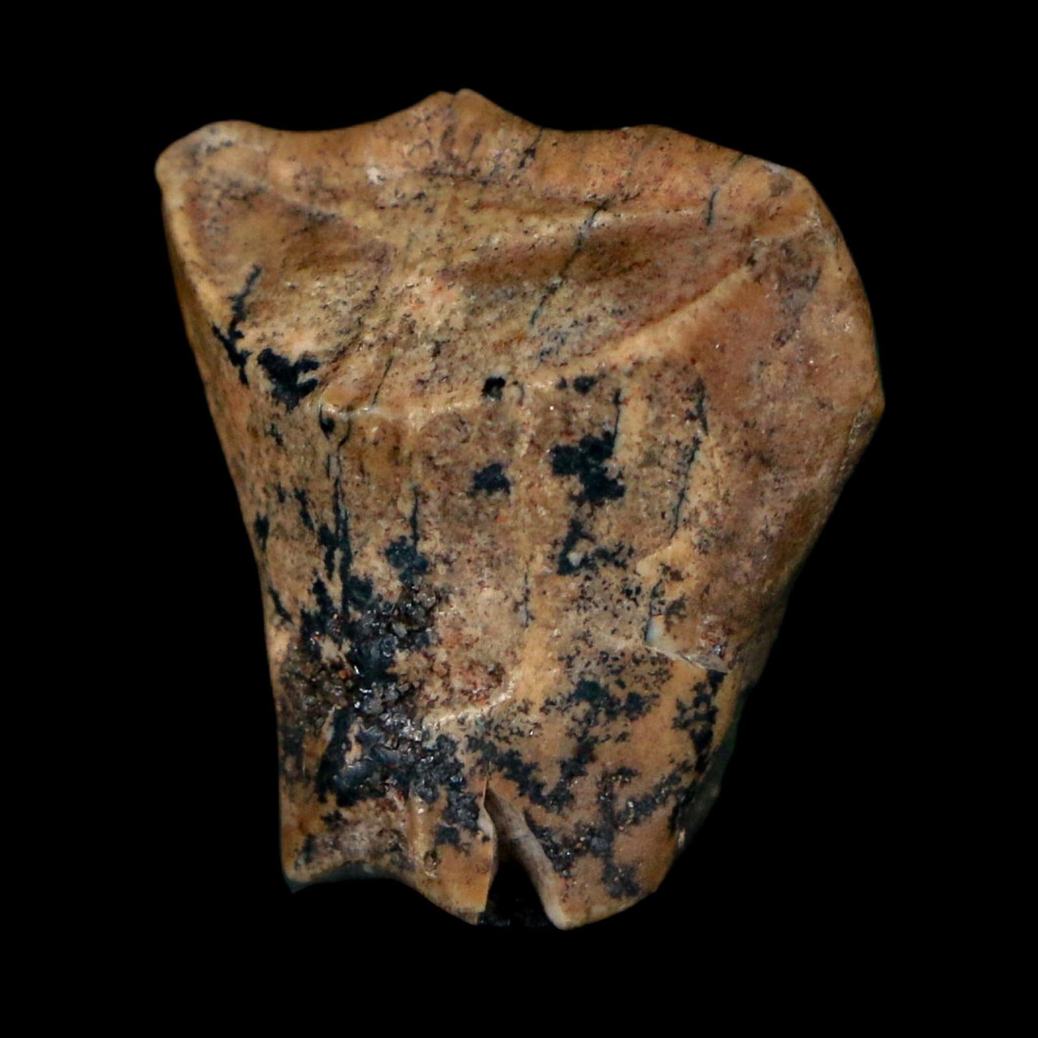0.8" Ouranosaurus Fossil Tooth Cretaceous Age Iguanodontid Dinosaur Niger