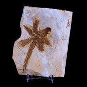 3.8" Equisetum Tubers Fossil Plant Fort Union FM Paleocene Age Montana Stand