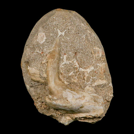 XL 3.2" Saber Toothed Herring Fossil Fang Tooth Enchodus Libycus Cretaceous Age