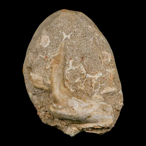 XL 3.2" Saber Toothed Herring Fossil Fang Tooth Enchodus Libycus Cretaceous Age - Fossil Age Minerals