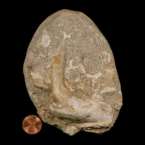 XL 3.2" Saber Toothed Herring Fossil Fang Tooth Enchodus Libycus Cretaceous Age - Fossil Age Minerals