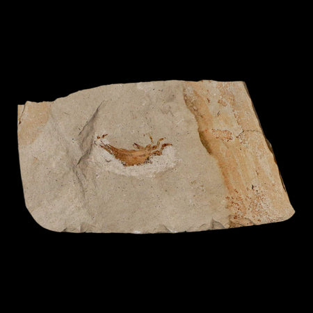 0.9" Fossil Crab Pinnixa Galliheri Pea Crab Monterey Cty San Luis Obispo Miocene Epoch