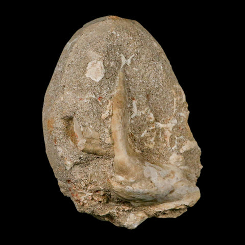 XL 3.2" Saber Toothed Herring Fossil Fang Tooth Enchodus Libycus Cretaceous Age - Fossil Age Minerals