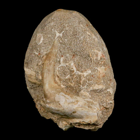 XL 3.2" Saber Toothed Herring Fossil Fang Tooth Enchodus Libycus Cretaceous Age - Fossil Age Minerals