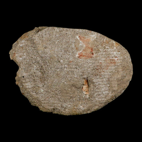 XL 3.2" Saber Toothed Herring Fossil Fang Tooth Enchodus Libycus Cretaceous Age - Fossil Age Minerals