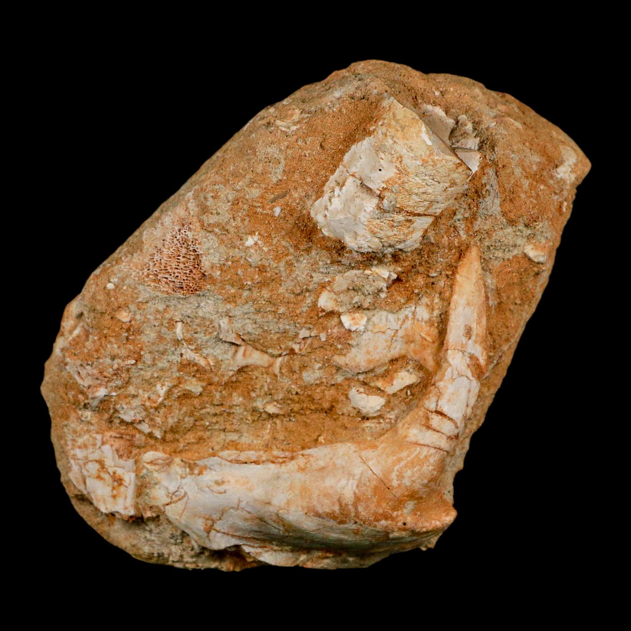 XL 2.9" Saber Toothed Herring Fossil Fang Tooth Enchodus Libycus Cretaceous Age - Fossil Age Minerals