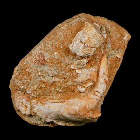 XL 2.9" Saber Toothed Herring Fossil Fang Tooth Enchodus Libycus Cretaceous Age - Fossil Age Minerals