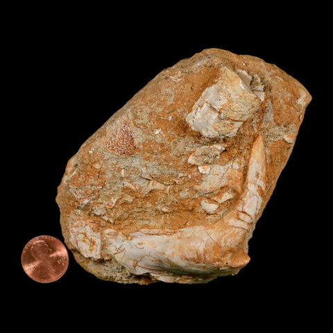 XL 2.9" Saber Toothed Herring Fossil Fang Tooth Enchodus Libycus Cretaceous Age - Fossil Age Minerals