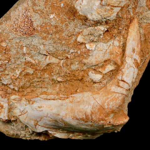 XL 2.9" Saber Toothed Herring Fossil Fang Tooth Enchodus Libycus Cretaceous Age - Fossil Age Minerals