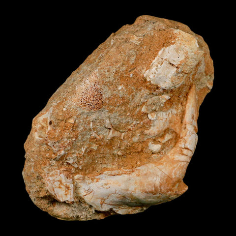 XL 2.9" Saber Toothed Herring Fossil Fang Tooth Enchodus Libycus Cretaceous Age - Fossil Age Minerals