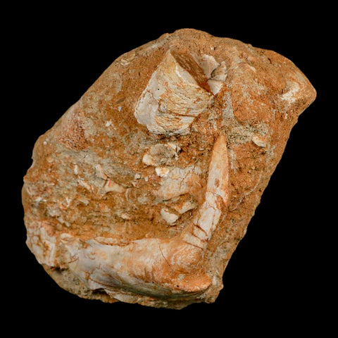 XL 2.9" Saber Toothed Herring Fossil Fang Tooth Enchodus Libycus Cretaceous Age - Fossil Age Minerals