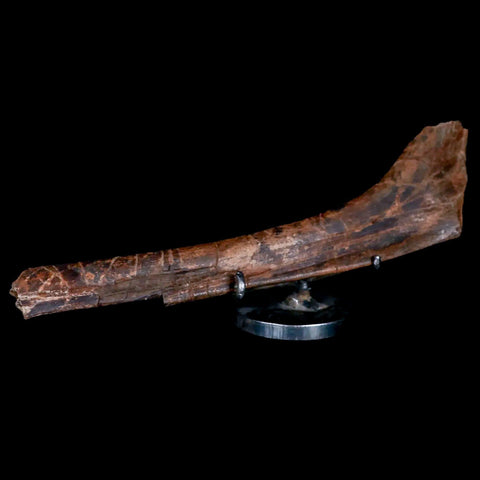 8.2" Brachylophosaurus Fossil Rib Cretaceous Dinosaur Judith River FM MT COA Stand - Fossil Age Minerals