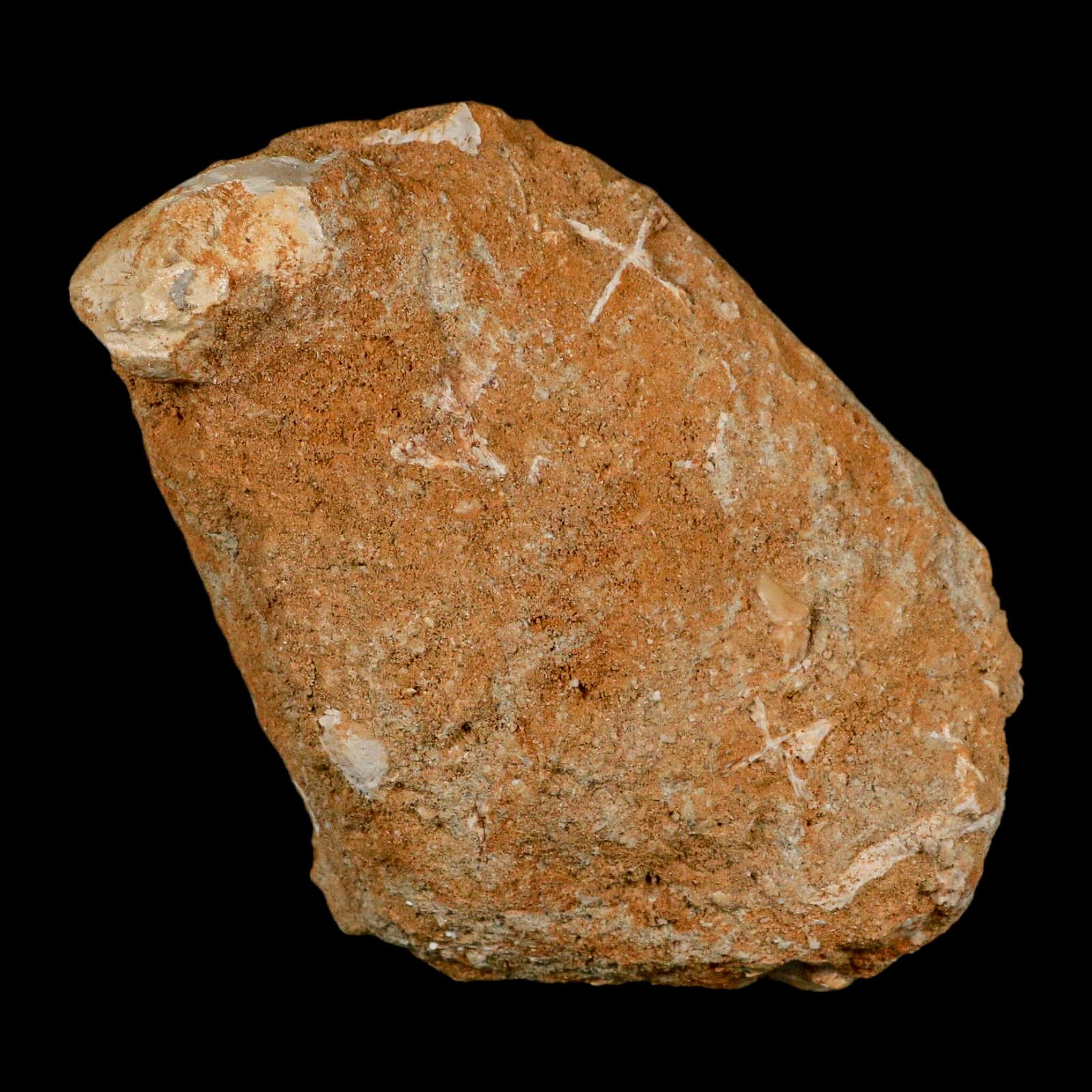 XL 2.9" Saber Toothed Herring Fossil Fang Tooth Enchodus Libycus Cretaceous Age - Fossil Age Minerals