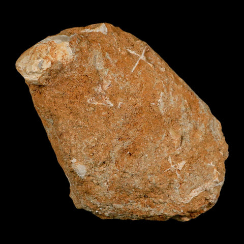 XL 2.9" Saber Toothed Herring Fossil Fang Tooth Enchodus Libycus Cretaceous Age - Fossil Age Minerals