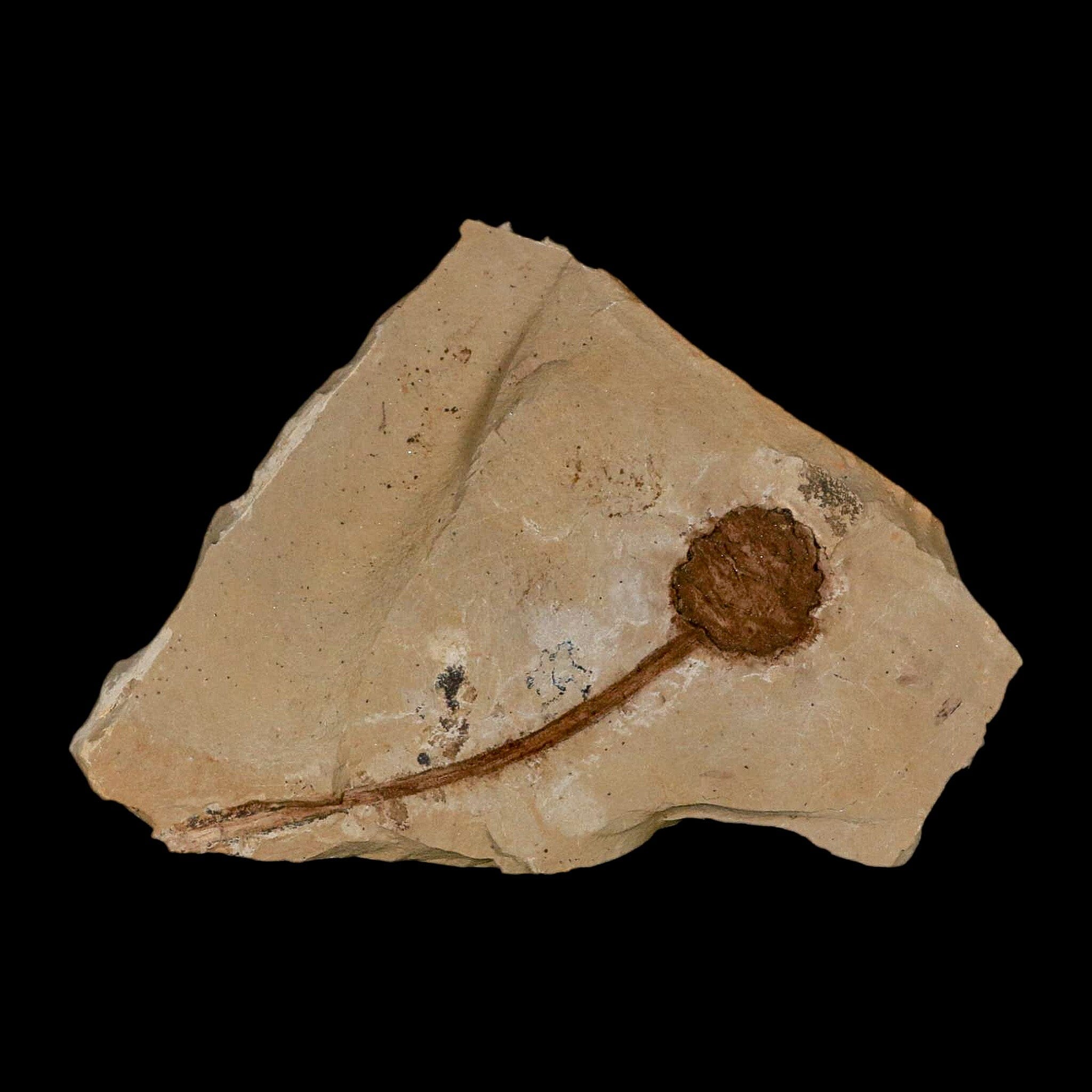 3.3" Rare Fossil Pistillate Cone Metasequoia Dawn Redwood Oligocene Age MT COA - Fossil Age Minerals