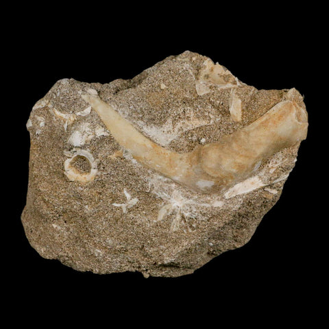 XL 3.3" Saber Toothed Herring Fossil Fang Tooth Enchodus Libycus Cretaceous Age - Fossil Age Minerals