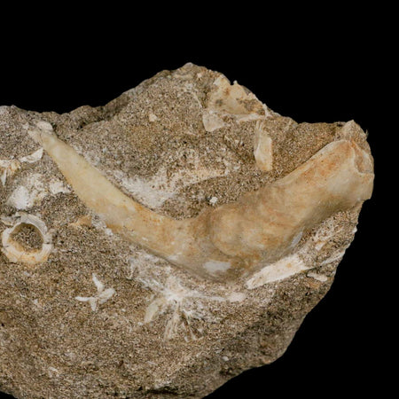 XL 3.3" Saber Toothed Herring Fossil Fang Tooth Enchodus Libycus Cretaceous Age