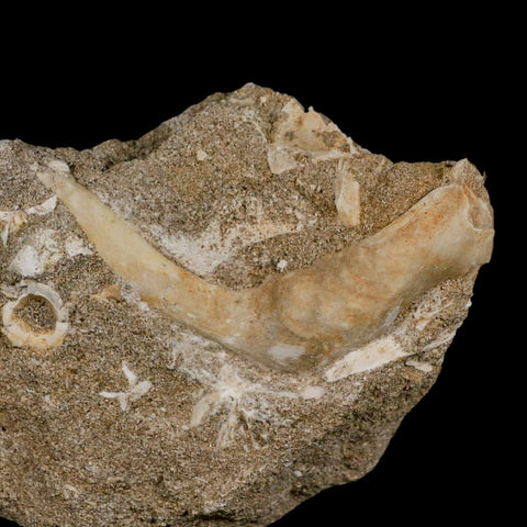 XL 3.3" Saber Toothed Herring Fossil Fang Tooth Enchodus Libycus Cretaceous Age - Fossil Age Minerals