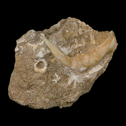 XL 3.3" Saber Toothed Herring Fossil Fang Tooth Enchodus Libycus Cretaceous Age - Fossil Age Minerals