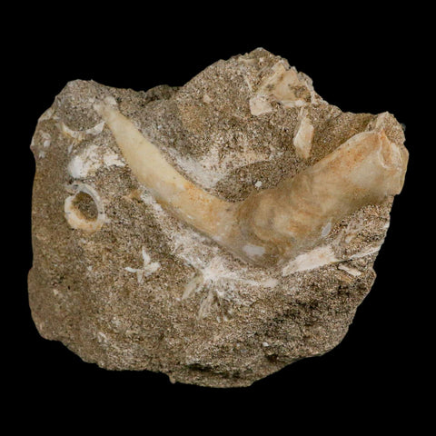 XL 3.3" Saber Toothed Herring Fossil Fang Tooth Enchodus Libycus Cretaceous Age - Fossil Age Minerals