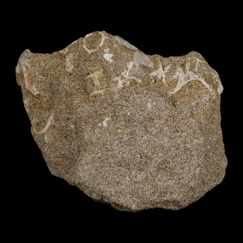 XL 3.3" Saber Toothed Herring Fossil Fang Tooth Enchodus Libycus Cretaceous Age - Fossil Age Minerals