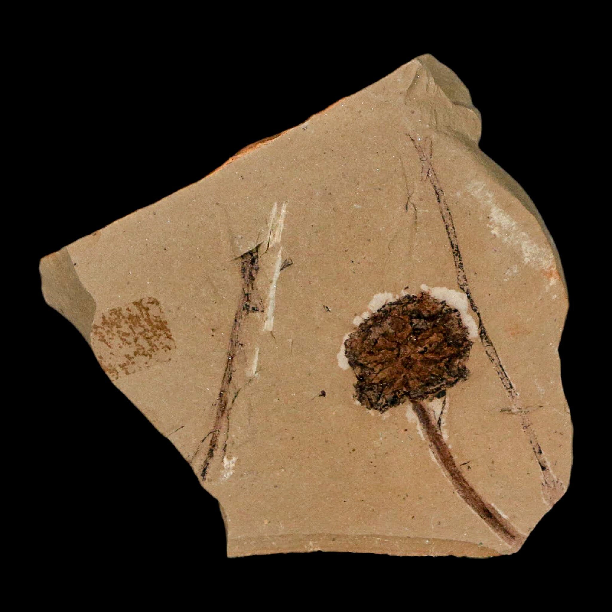 1.2" Rare Fossil Pistillate Cone Metasequoia Dawn Redwood Oligocene Age MT COA - Fossil Age Minerals