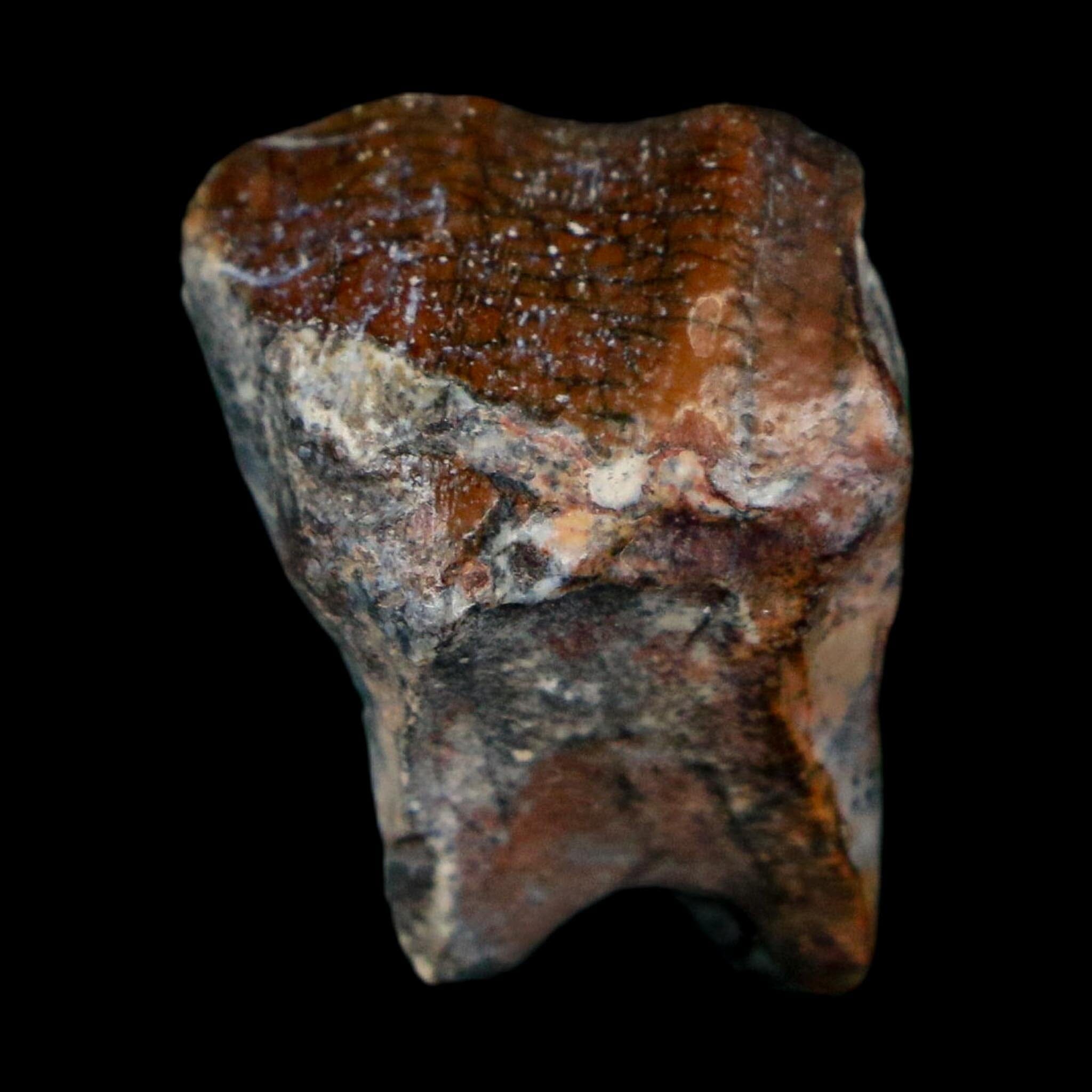 0.8" Ouranosaurus Fossil Tooth Cretaceous Age Iguanodontid Dinosaur Niger