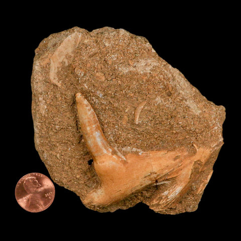 XL 2.7" Saber Toothed Herring Fossil Fang Tooth Enchodus Libycus Cretaceous Age - Fossil Age Minerals