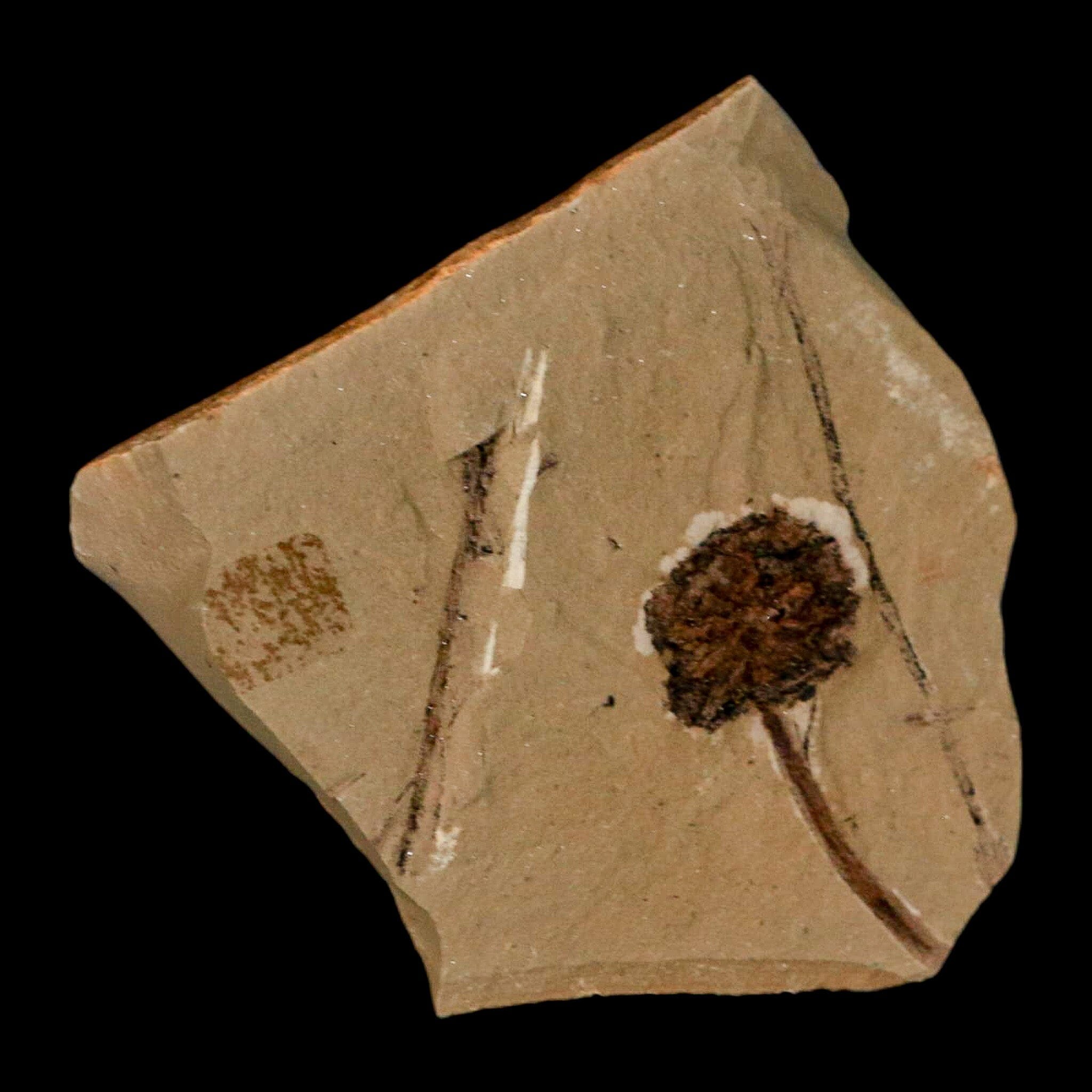 1.2" Rare Fossil Pistillate Cone Metasequoia Dawn Redwood Oligocene Age MT COA - Fossil Age Minerals
