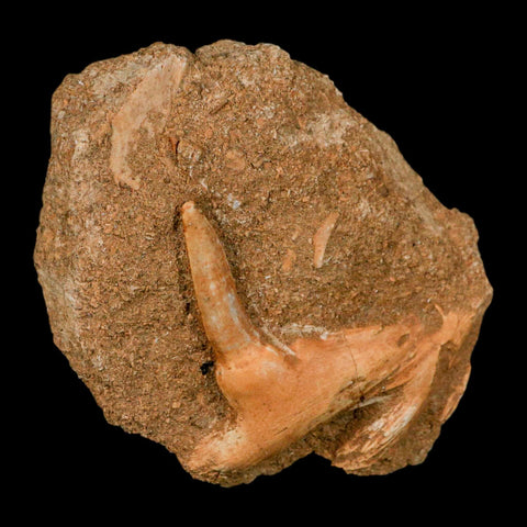 XL 2.7" Saber Toothed Herring Fossil Fang Tooth Enchodus Libycus Cretaceous Age - Fossil Age Minerals