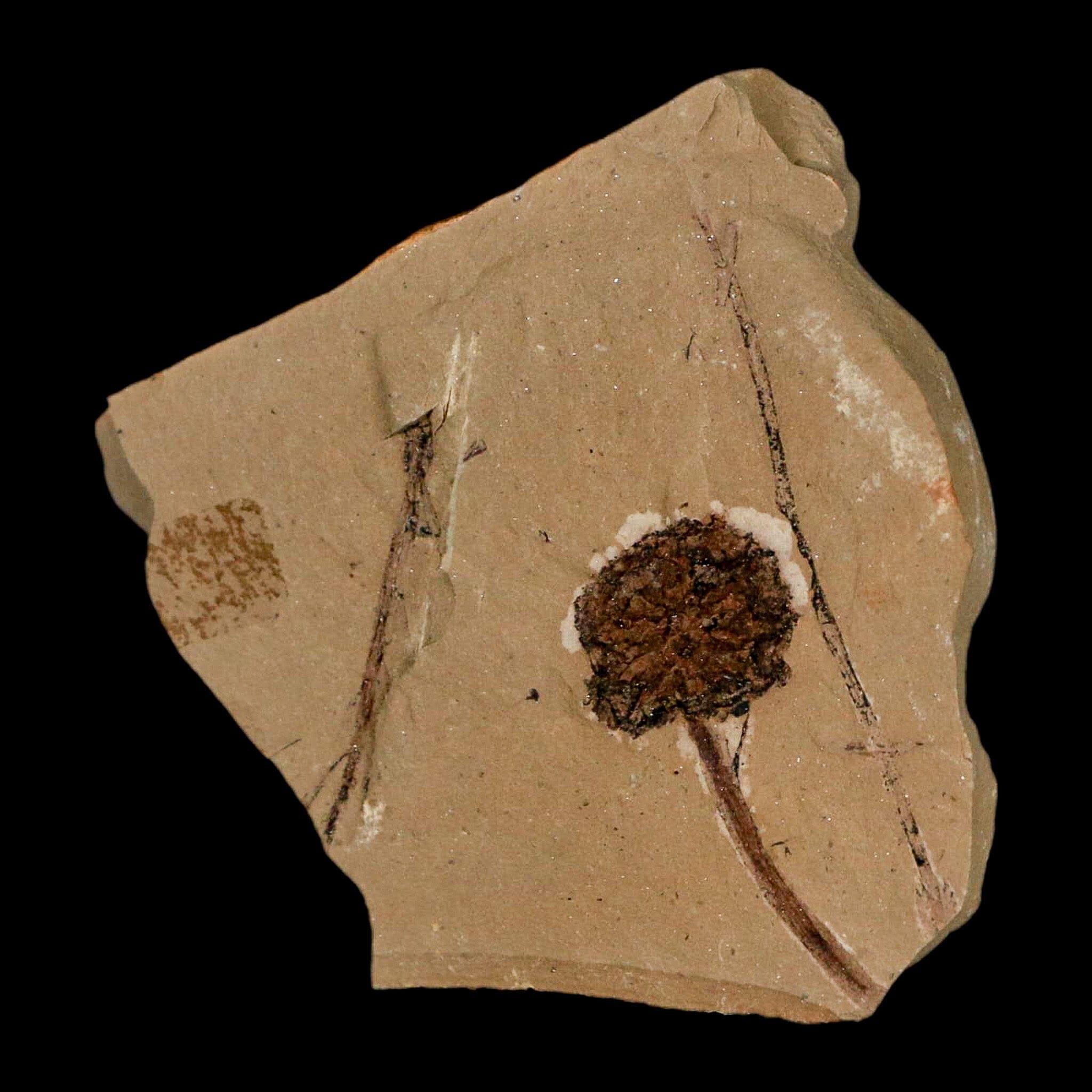 1.2" Rare Fossil Pistillate Cone Metasequoia Dawn Redwood Oligocene Age MT COA - Fossil Age Minerals