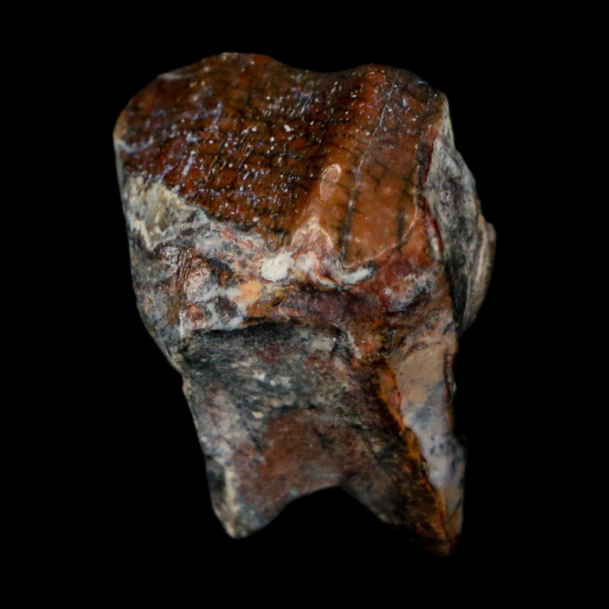 0.8" Ouranosaurus Fossil Tooth Cretaceous Age Iguanodontid Dinosaur Niger
