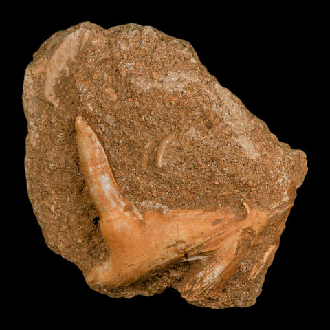 XL 2.7" Saber Toothed Herring Fossil Fang Tooth Enchodus Libycus Cretaceous Age - Fossil Age Minerals