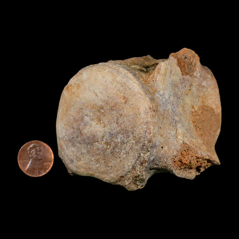 3.4" Basilosaurus Vertebrae Fossil Prehistoric Whale 34 Mil Yrs Old Late Eocene COA - Fossil Age Minerals