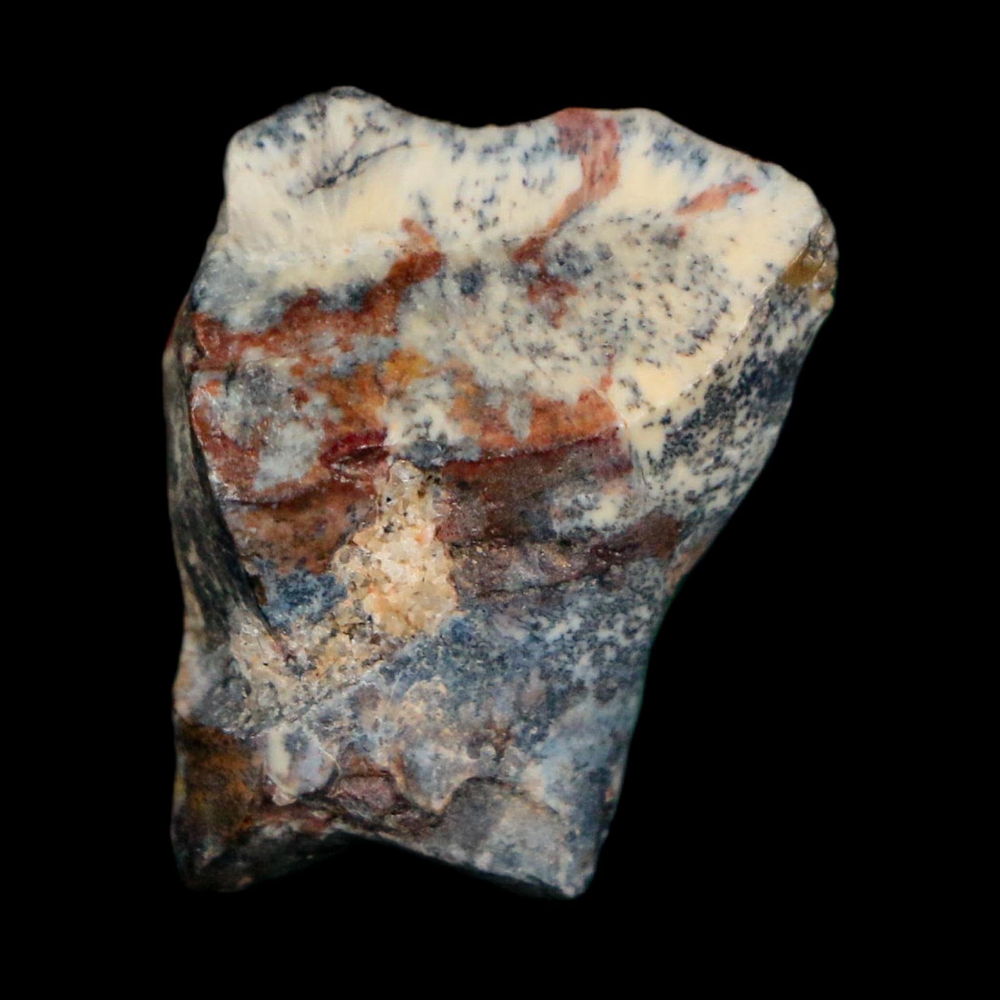 0.8" Ouranosaurus Fossil Tooth Cretaceous Age Iguanodontid Dinosaur Niger