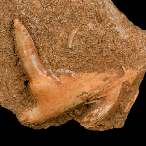 XL 2.7" Saber Toothed Herring Fossil Fang Tooth Enchodus Libycus Cretaceous Age - Fossil Age Minerals