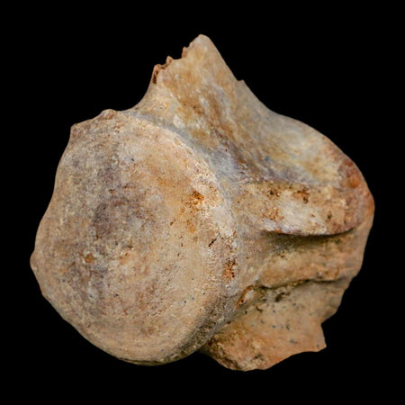 3.4" Basilosaurus Vertebrae Fossil Prehistoric Whale 34 Mil Yrs Old Late Eocene COA