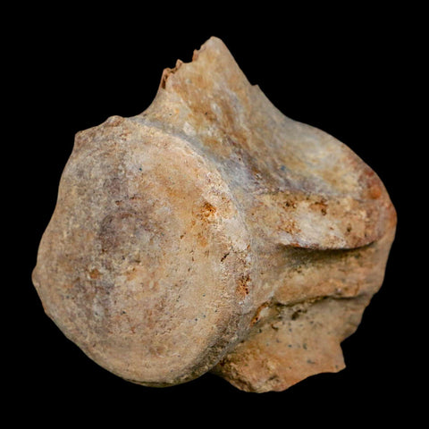 3.4" Basilosaurus Vertebrae Fossil Prehistoric Whale 34 Mil Yrs Old Late Eocene COA - Fossil Age Minerals