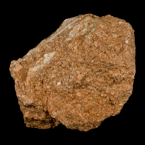 XL 2.7" Saber Toothed Herring Fossil Fang Tooth Enchodus Libycus Cretaceous Age - Fossil Age Minerals