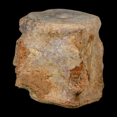 3.4" Basilosaurus Vertebrae Fossil Prehistoric Whale 34 Mil Yrs Old Late Eocene COA - Fossil Age Minerals