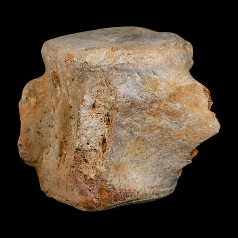 3.4" Basilosaurus Vertebrae Fossil Prehistoric Whale 34 Mil Yrs Old Late Eocene COA - Fossil Age Minerals